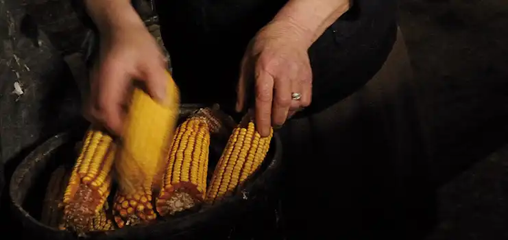 pannocchie di granturco